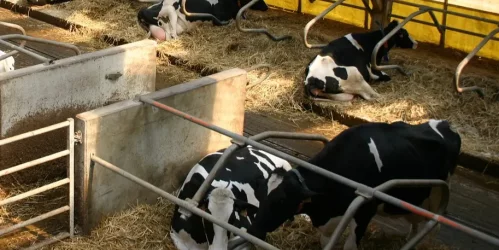 Cows in stalls